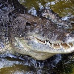 Pria di Sultra Selamatkan Adik dari Gigitan Buaya, Bertarung Pakai Parang