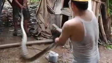 Ular Sanca 5 Meter Masuk Kandang Ternak Warga di Lebak, Mangsa 2 Ekor Ayam