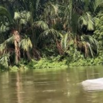 Bikin Geger, Hewan Putih Mirip Lumba-lumba Muncul di Perairan Asahan