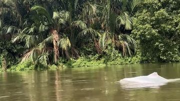 Bikin Geger, Hewan Putih Mirip Lumba-lumba Muncul di Perairan Asahan